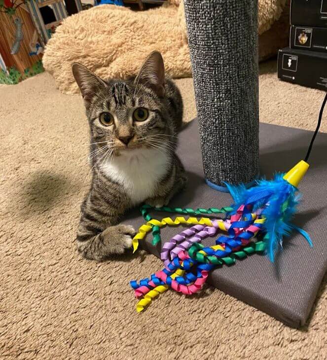 cat sitting on the floor with pet toys