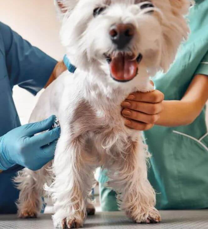 puppy dog at the vet hospital