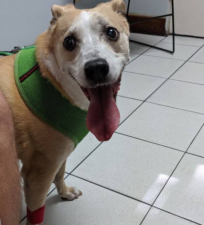 dog with tongue out at the vet