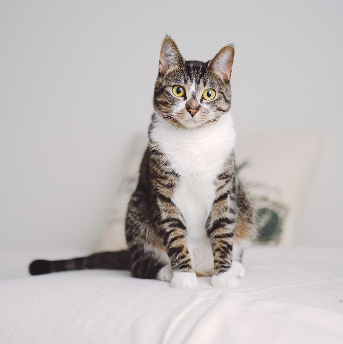 cat sitting on bed